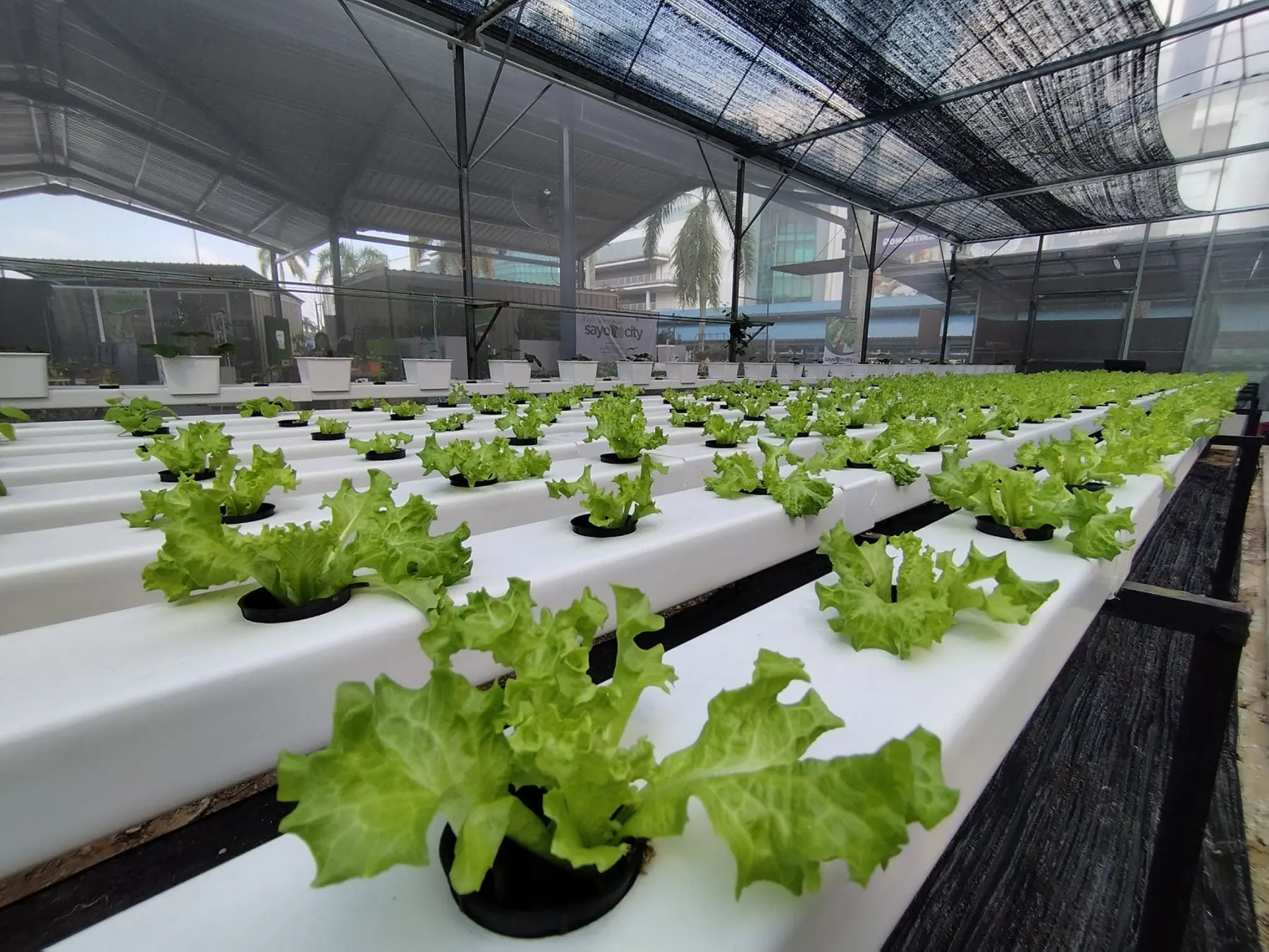 Foto: pintu masuk / gerbang Sayo City Agro Farm