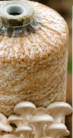 Foto: bongkah cendawan tiram/butang/shiitake