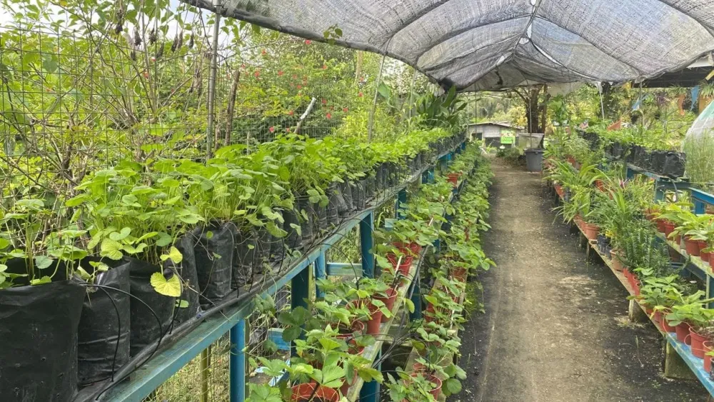 Foto galeri - pandangan udara ladang