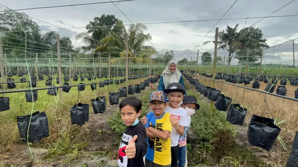 Foto galeri - penjagaan hidroponik