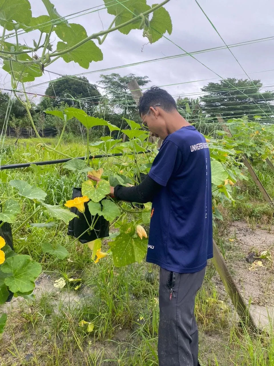 Foto: nurseri pokok